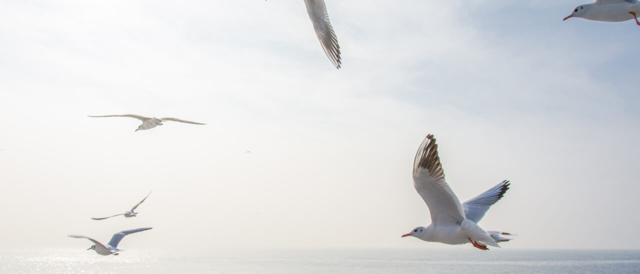 shutterstock_179148278