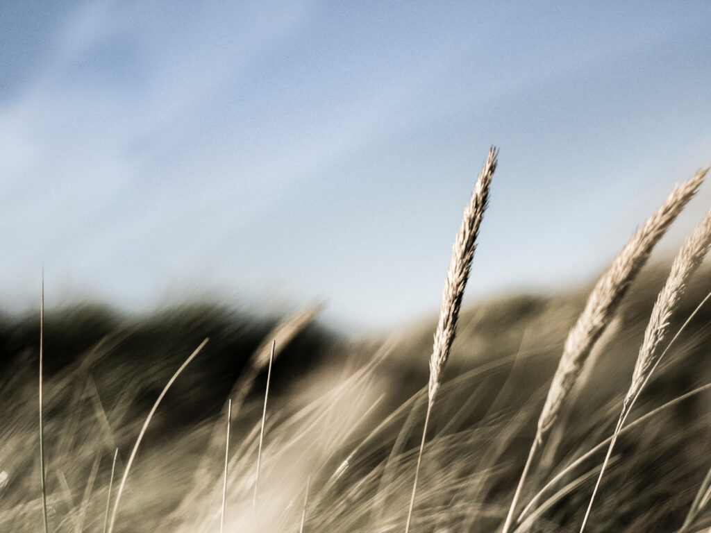 shutterstock_1424017304