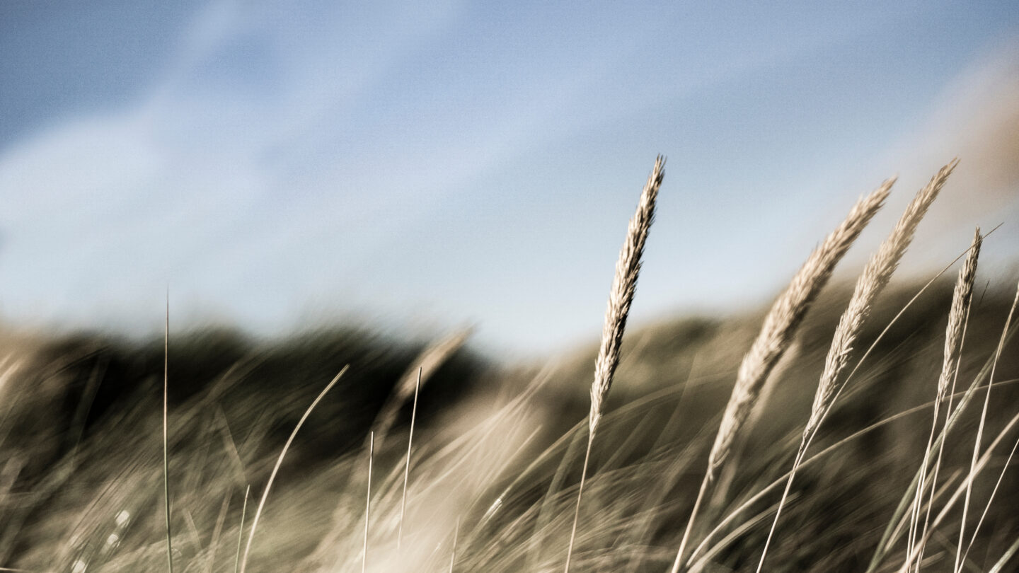 shutterstock_1424017304