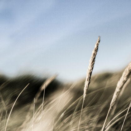 shutterstock_1424017304