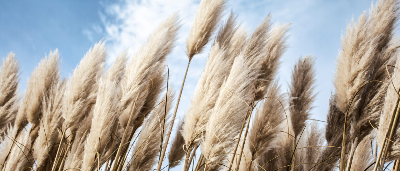 shutterstock_1642314202