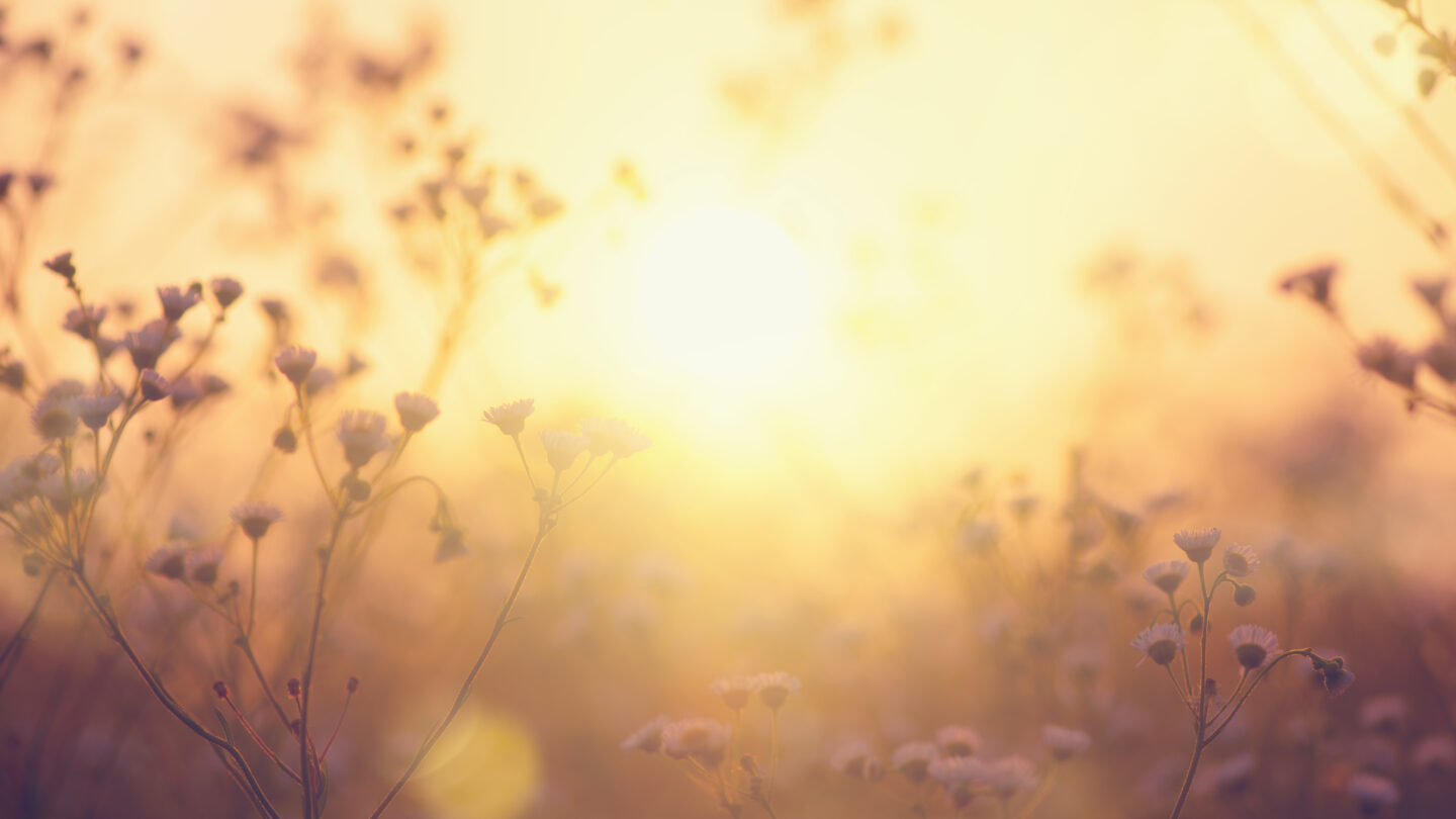 shutterstock_1694616070