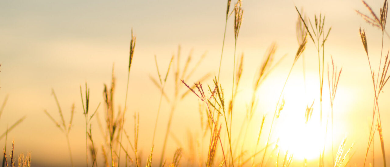 shutterstock_411535939