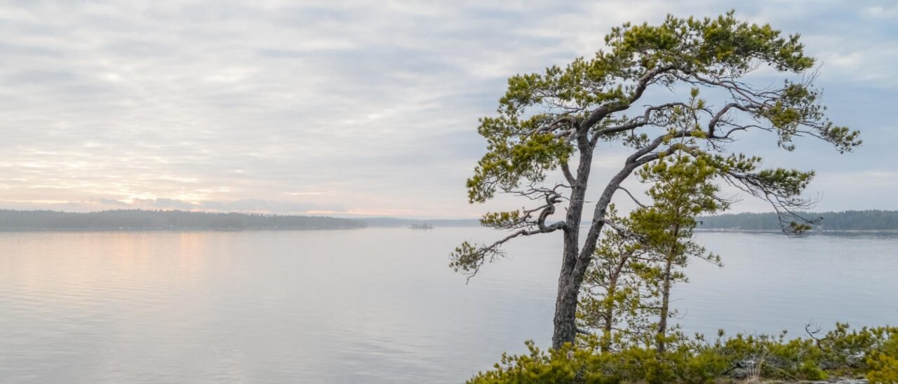 Puhuri uutinen, kuva