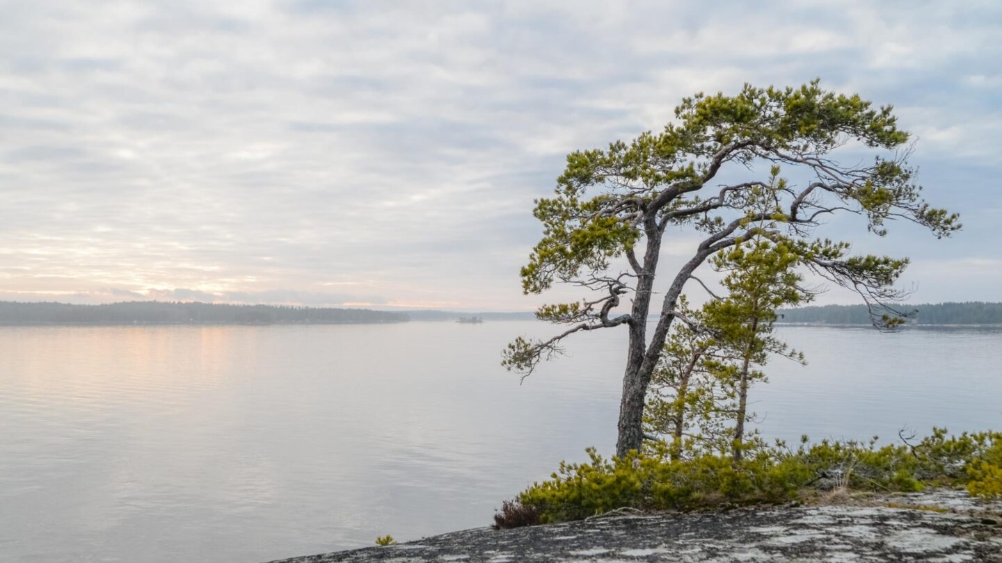 Puhuri uutinen, kuva