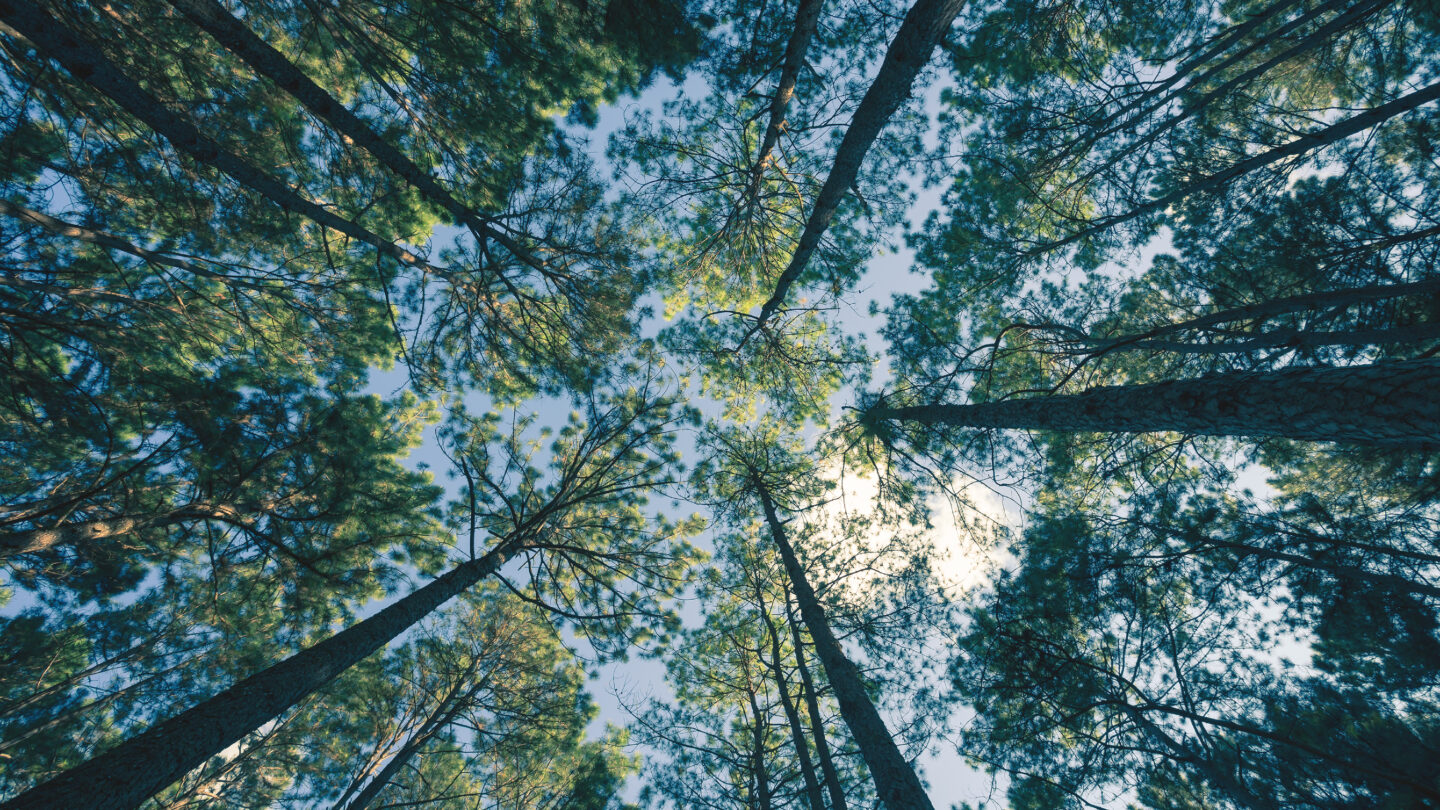 shutterstock_347206238 (1)