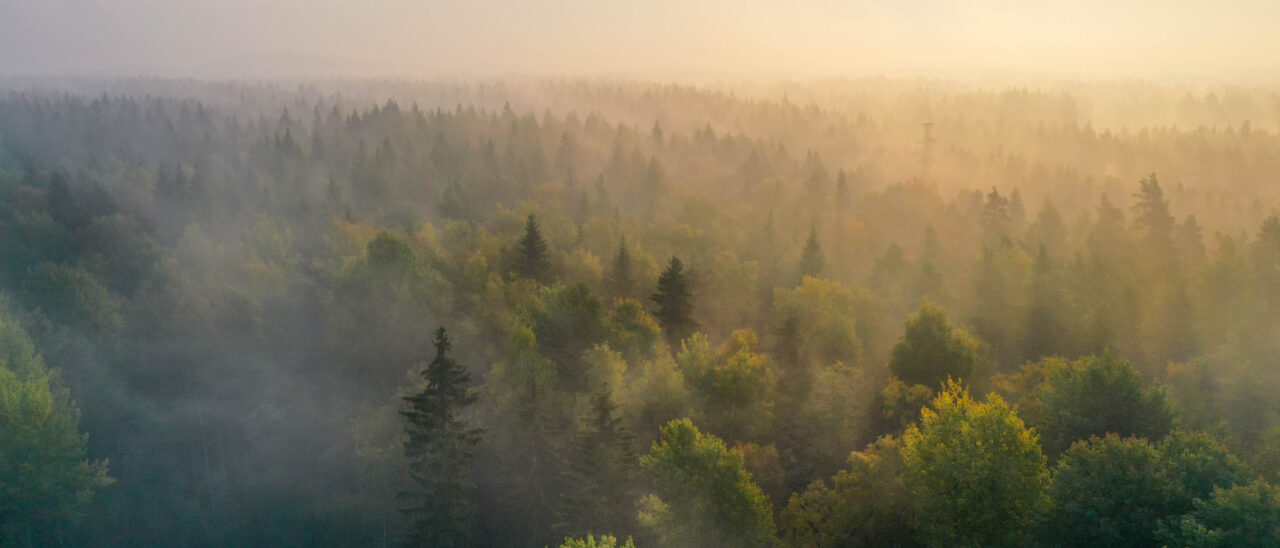 Sunrise above a forest on a foggy morning