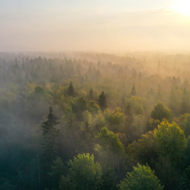 Sunrise above a forest on a foggy morning