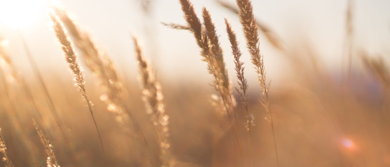 shutterstock_517344466