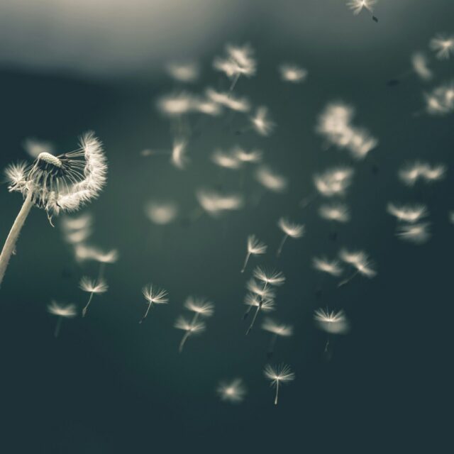 saad-chaudhry-YNM4KStg78I-unsplash